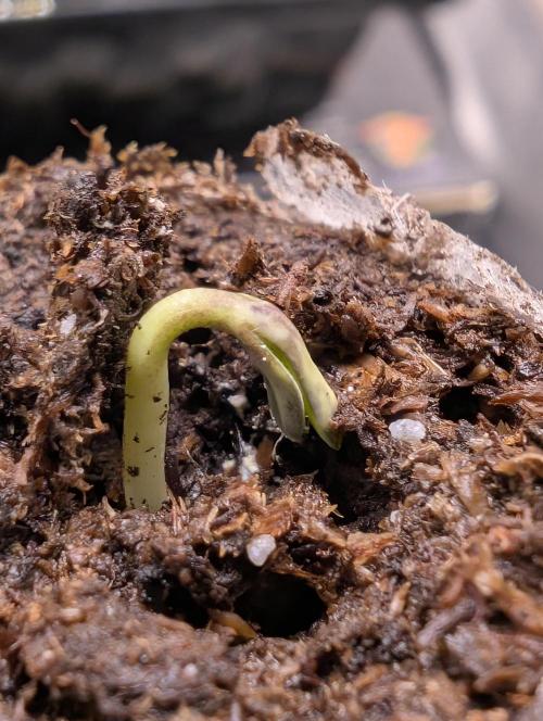 Cherry Cola RF3 to wash it down. Week 1