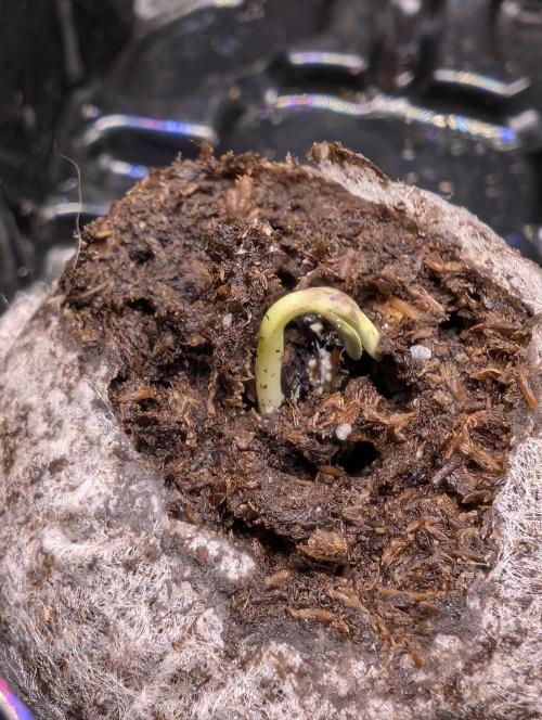 Cherry Cola RF3 to wash it down. Week 1