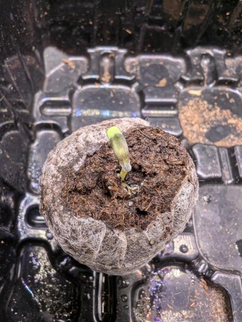 Cherry Cola RF3 to wash it down. Week 1