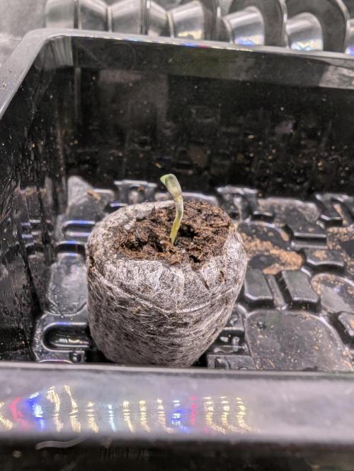 Cherry Cola RF3 to wash it down. Week 1