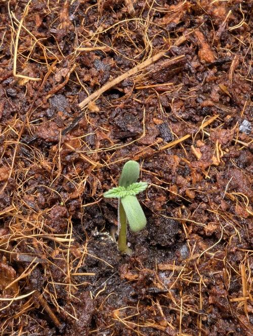 Cherry Cola RF3 to wash it down. Week 1