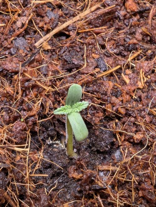 Cherry Cola RF3 to wash it down. Week 1