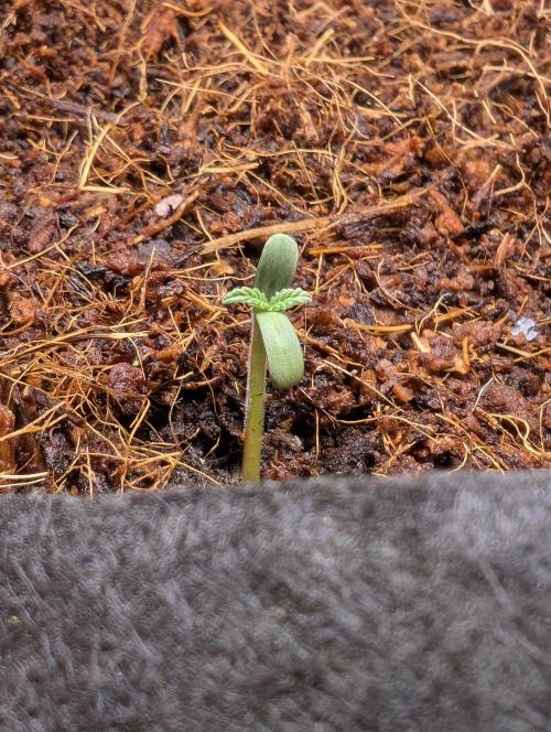 Cherry Cola RF3 to wash it down. Week 1