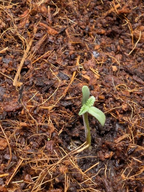 Cherry Cola RF3 to wash it down. Week 1