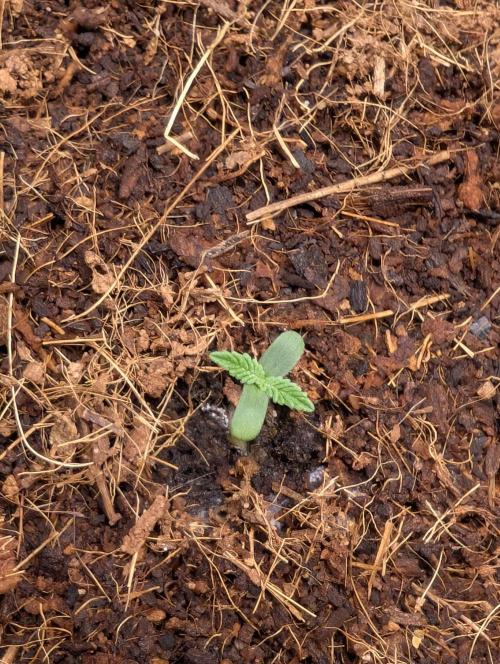 Cherry Cola RF3 to wash it down. Week 1