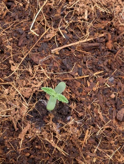 Cherry Cola RF3 to wash it down. Week 1