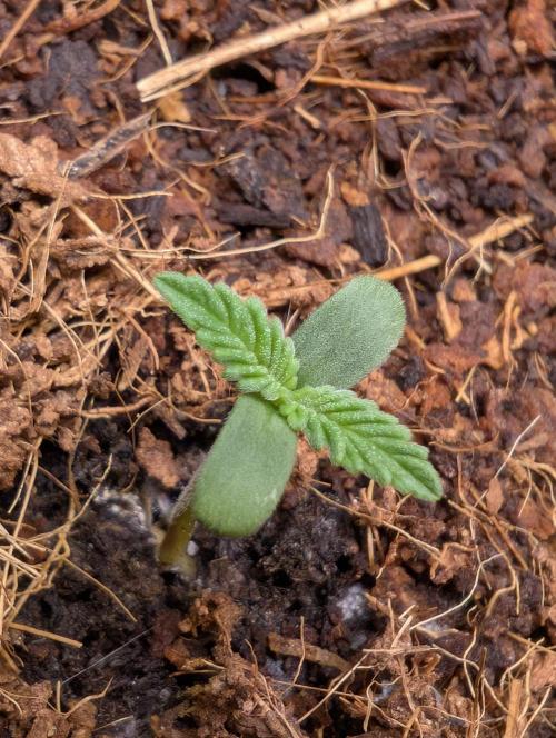 Cherry Cola RF3 to wash it down. Week 1