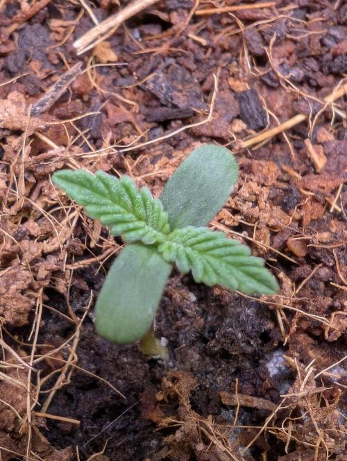 Cherry Cola RF3 to wash it down. Week 1