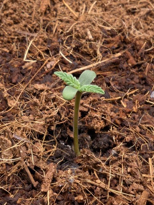 Cherry Cola RF3 to wash it down. Week 1