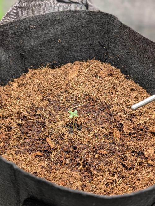 Cherry Cola RF3 to wash it down. Week 1