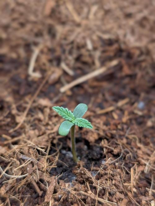 Cherry Cola RF3 to wash it down. Week 1
