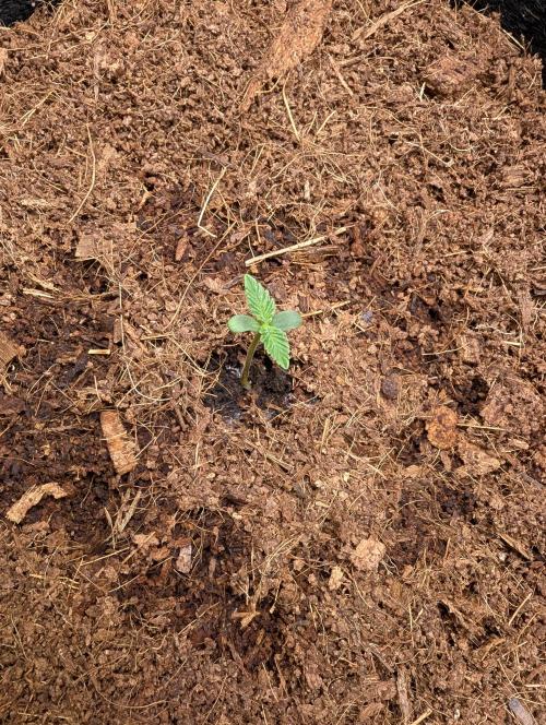 Cherry Cola RF3 to wash it down. Week 1