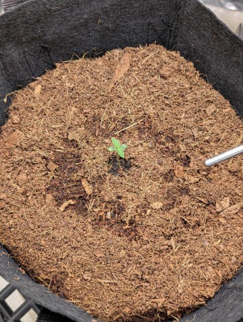 Cherry Cola RF3 to wash it down. Week 1