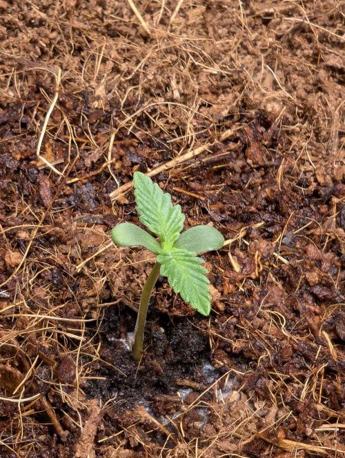 Cherry Cola RF3 to wash it down. Week 1