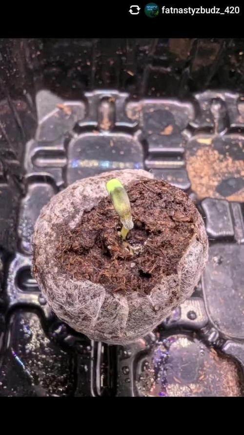 Cherry Cola RF3 to wash it down