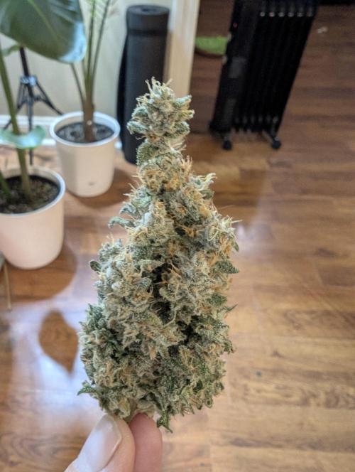 Twinning with Apples and Bananas. Week 18