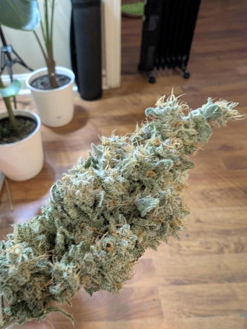 Twinning with Apples and Bananas. Week 18