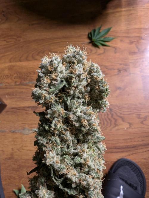 Twinning with Apples and Bananas. Week 18