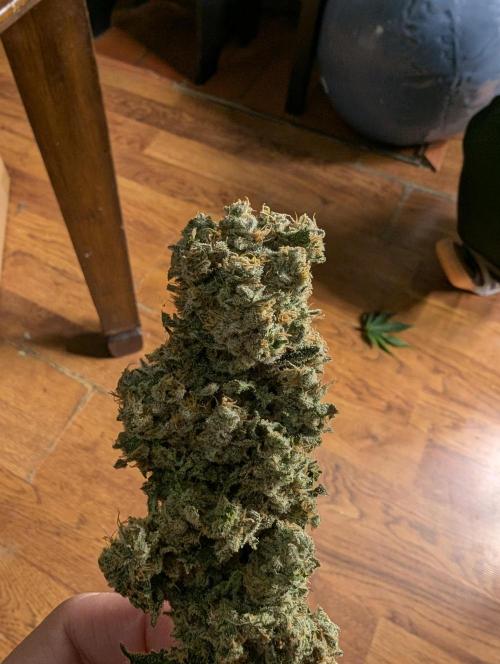 Twinning with Apples and Bananas. Week 18