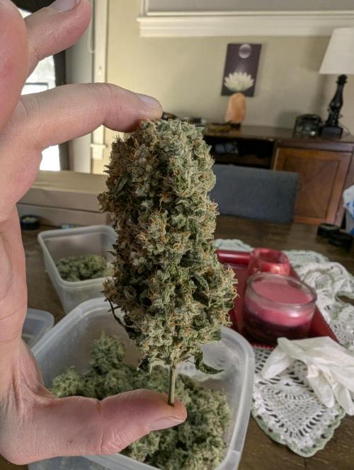 Twinning with Apples and Bananas. Week 18