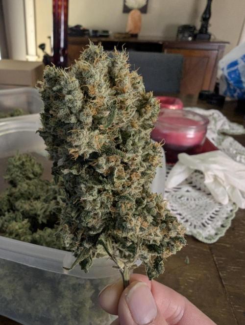 Twinning with Apples and Bananas. Week 18