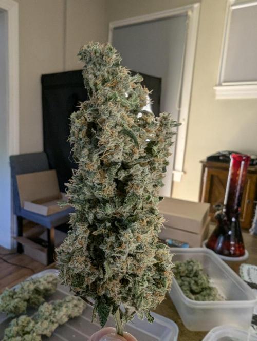 Twinning with Apples and Bananas. Week 18