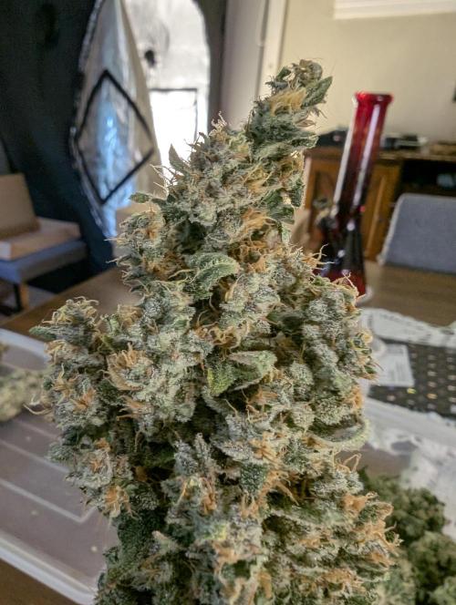 Twinning with Apples and Bananas. Week 18