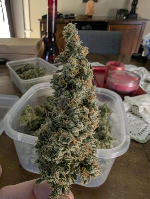 Twinning with Apples and Bananas. Week 18