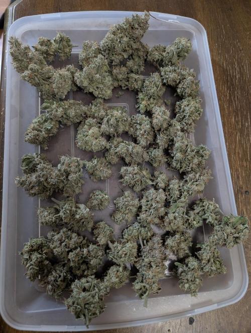 Sunset Sherb Go Fast. Week 13