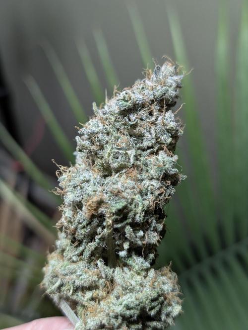 Sunset Sherb Go Fast. Week 13