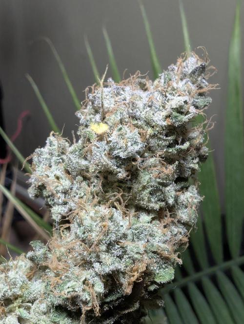 Sunset Sherb Go Fast. Week 13