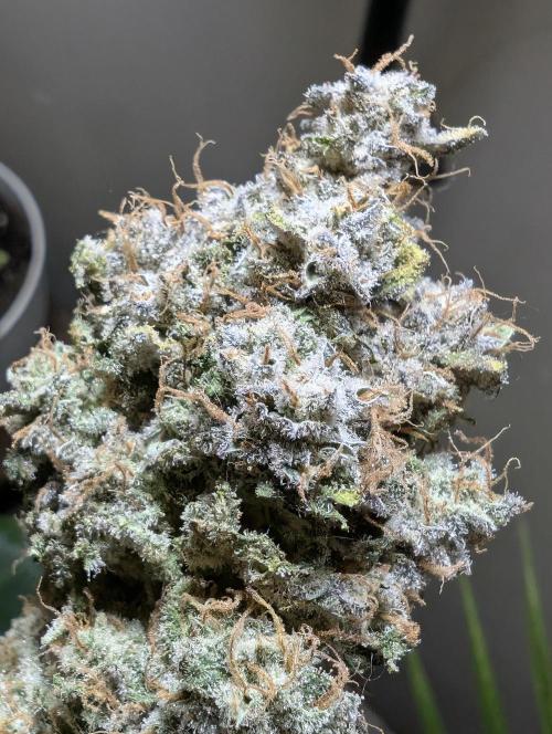 Sunset Sherb Go Fast. Week 13