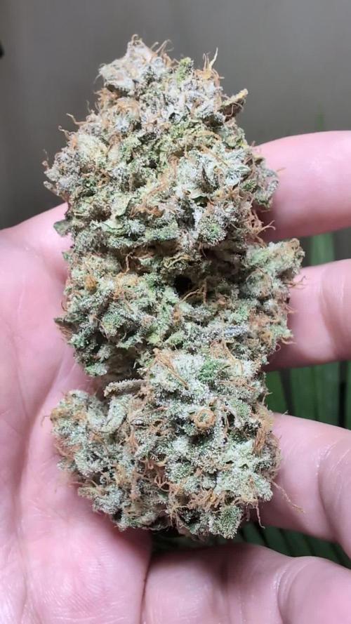 Sunset Sherb Go Fast