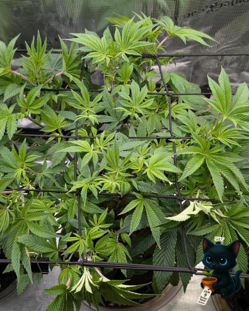 FEM 9 Photo Tester - Catlife420. Week 8 - 12-15  
Day 52  
Day 6