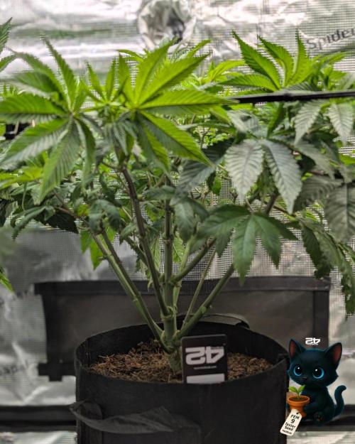 FEM 9 Photo Tester - Catlife420. Week 8 - 12-15  
Day 52  
Day 6