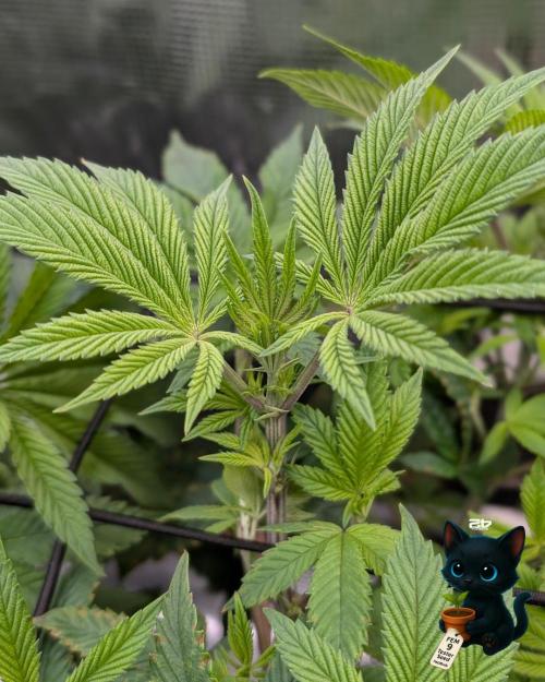 FEM 9 Photo Tester - Catlife420. Week 8 - 12-15  
Day 52  
Day 6