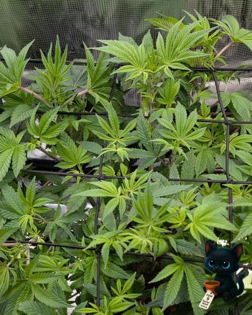 FEM 9 Photo Tester - Catlife420. Week 8 - 12-15  
Day 52  
Day 6