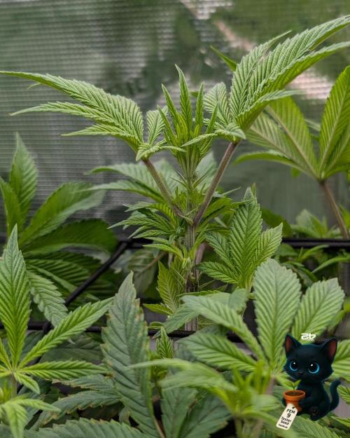 FEM 9 Photo Tester - Catlife420. Week 8 - 12-15  
Day 52  
Day 6