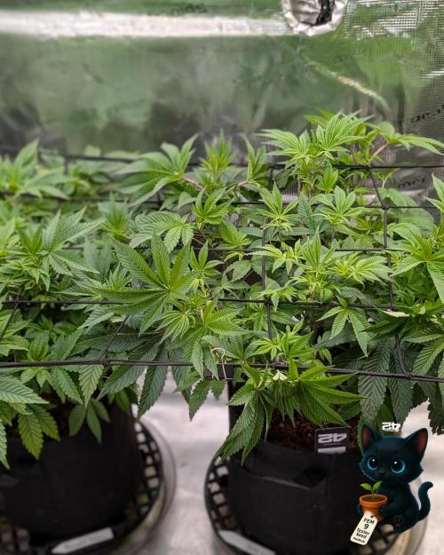 FEM 9 Photo Tester - Catlife420. Week 8 - 12-15  
Day 52  
Day 6
