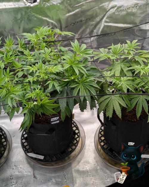 FEM 9 Photo Tester - Catlife420. Week 8 - 12-15  
Day 52  
Day 6