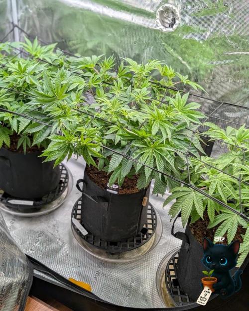 FEM 9 Photo Tester - Catlife420. Week 8 - 12-15  
Day 52  
Day 6