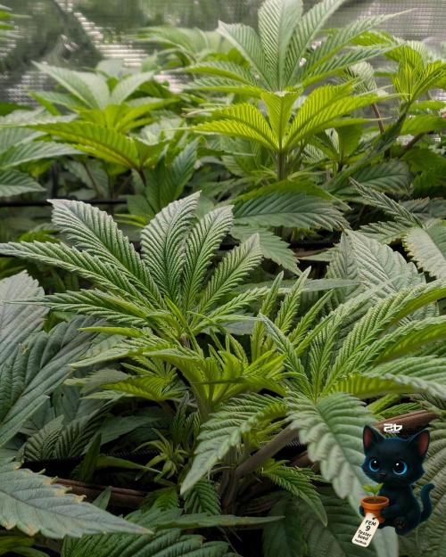 FEM 9 Photo Tester - Catlife420. Week 8 - 12-19
Day 56
Day 10