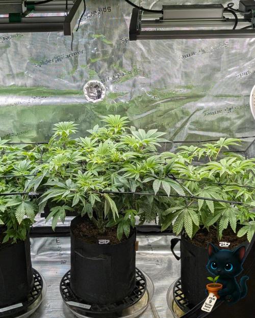 FEM 9 Photo Tester - Catlife420. Week 8 - 12-19
Day 56
Day 10