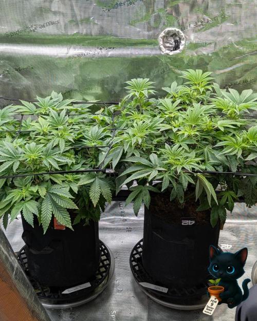 FEM 9 Photo Tester - Catlife420. Week 8 - 12-19
Day 56
Day 10