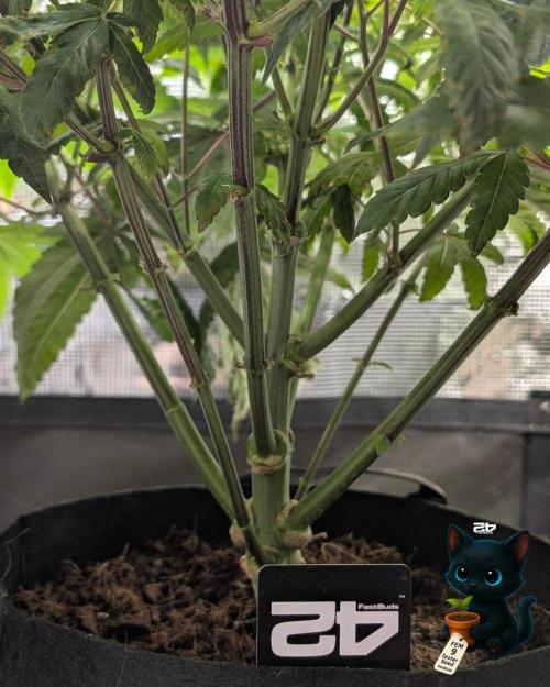 FEM 9 Photo Tester - Catlife420. Week 8 - 12-19
Day 56
Day 10