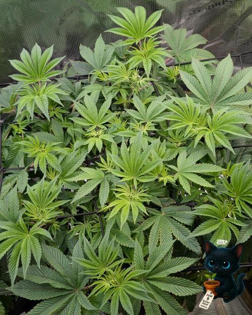 FEM 9 Photo Tester - Catlife420. Week 8 - 12-19
Day 56
Day 10