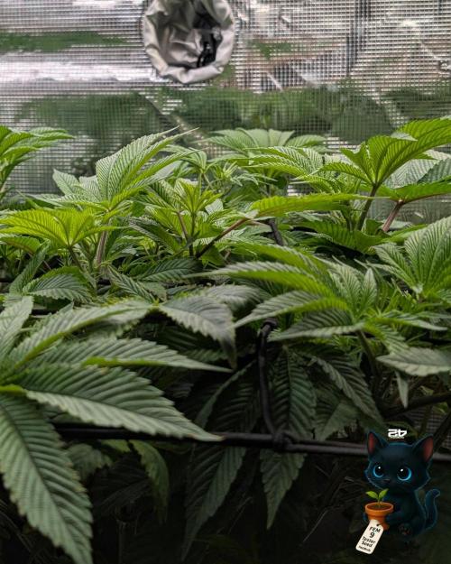 FEM 9 Photo Tester - Catlife420. Week 8 - 12-19
Day 56
Day 10