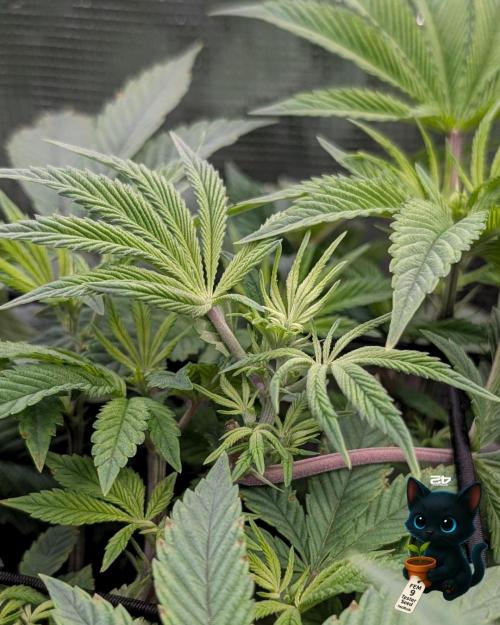 FEM 9 Photo Tester - Catlife420. Week 8 - 12-19
Day 56
Day 10