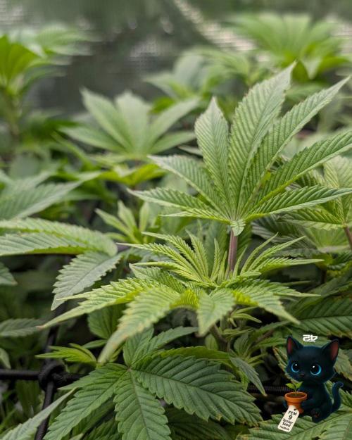 FEM 9 Photo Tester - Catlife420. Week 8 - 12-19
Day 56
Day 10