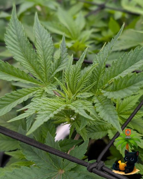 The Dreamy, Pineapple Dream - Catlife420. Week 8 - 12-15
Day 52
Day 6